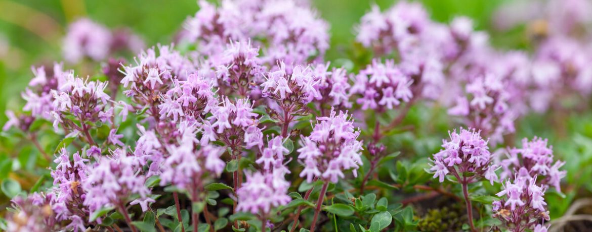 Свойства тимьяна для глаз