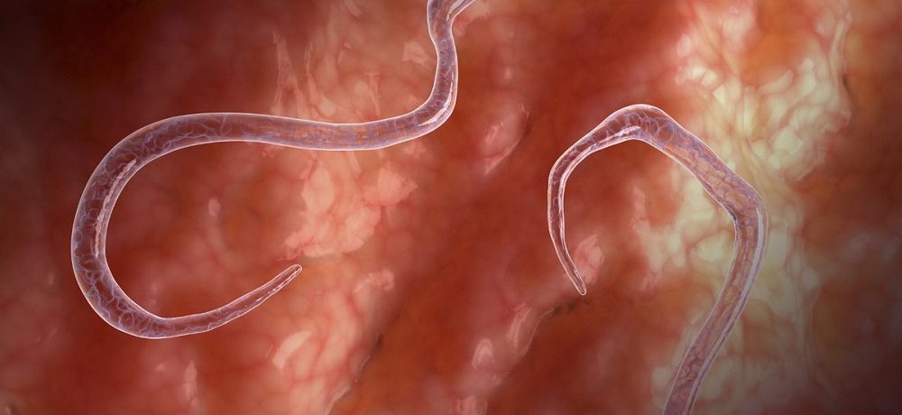 Типы паразитов